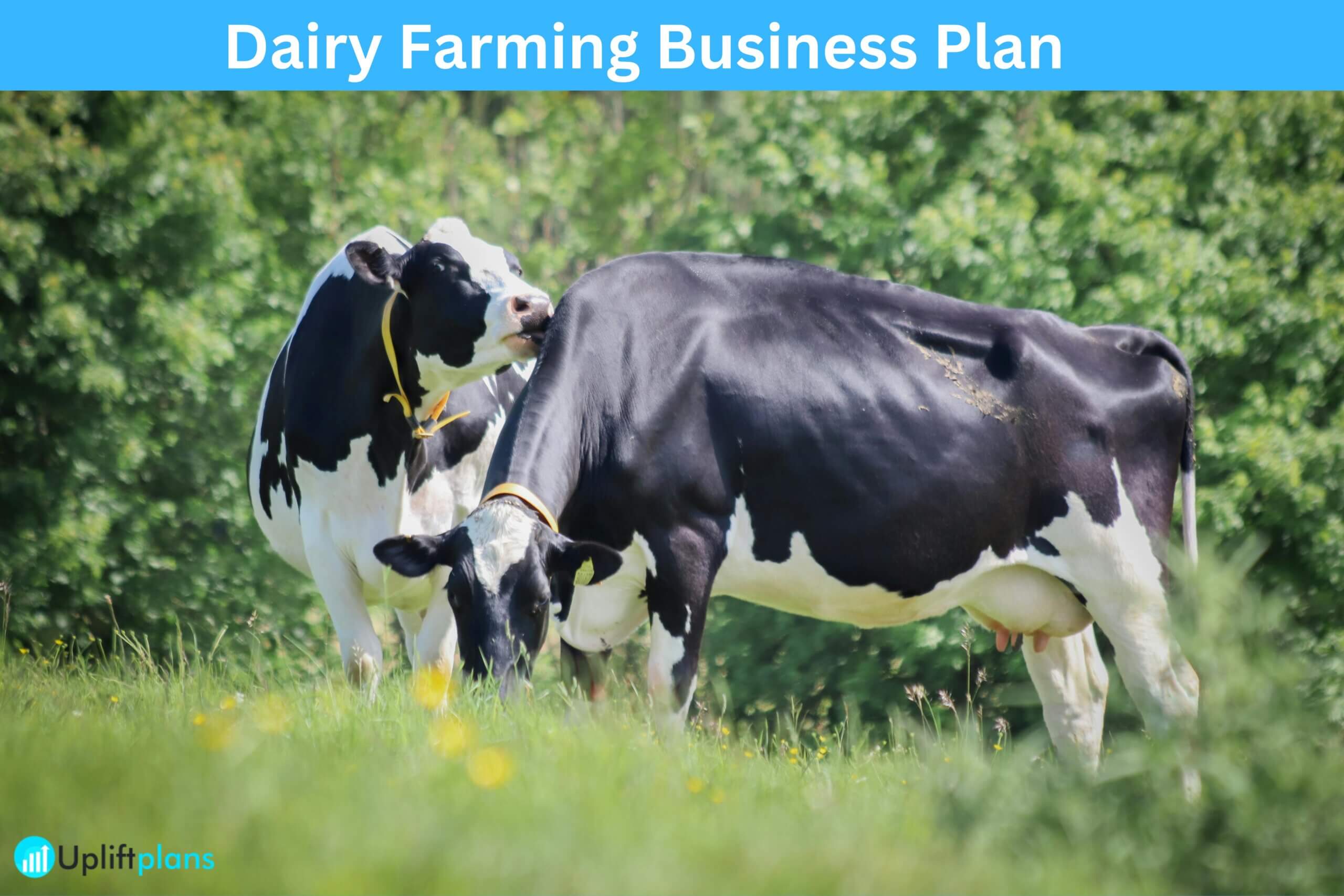 Dairy Farming Business Plan